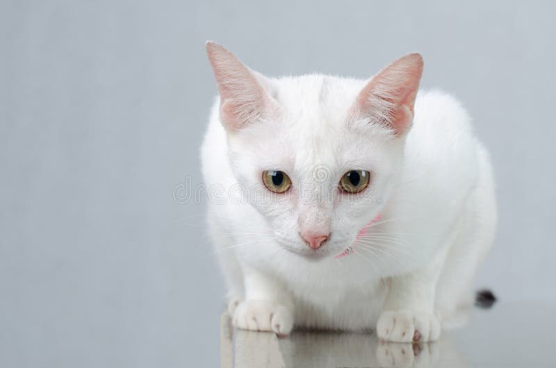 White kitten Portrait of Pure White Cat with eyes on Isolated Background, front view royalty free stock image White kitten Portrait of Pure White Cat with eyes on Isolated Background, front view royalty free stock image
