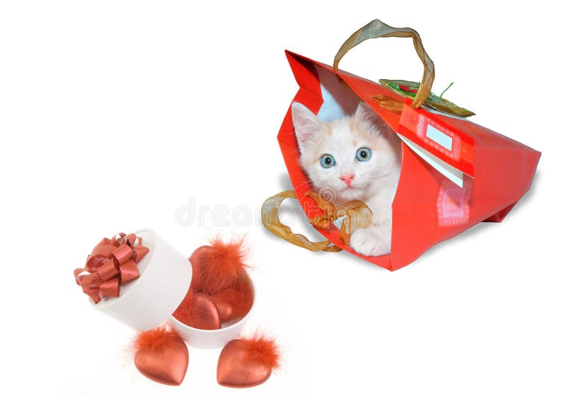 White kitten in red package and white round box