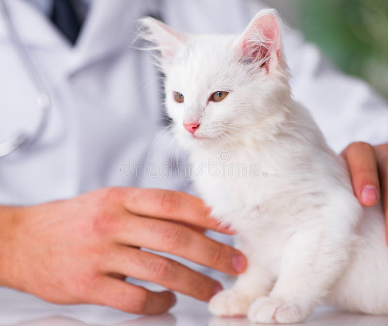 White Kitten Visiting Vet for Check Up Stock Photo Image of kitten