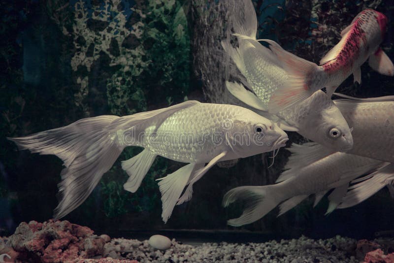  White koi fish  stock photo Image of tropical aquatic 