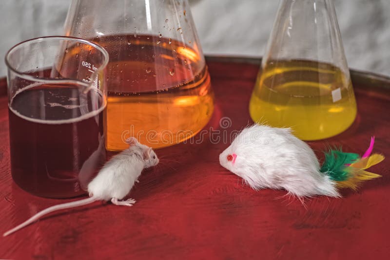 White Laboratory Mouse On The Background Of Flasks With Reagents. Against Animal Testing Stock
