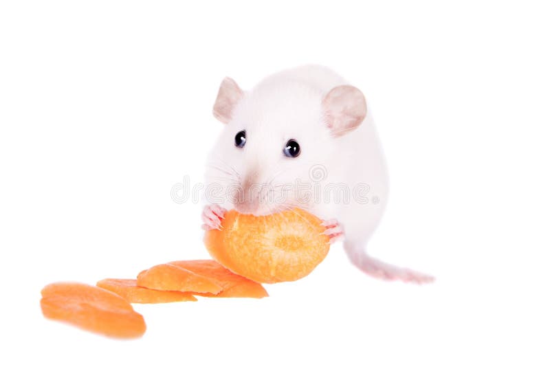 White Laboratory Rat Eating Carrot Stock Photo Image of cute, hamster