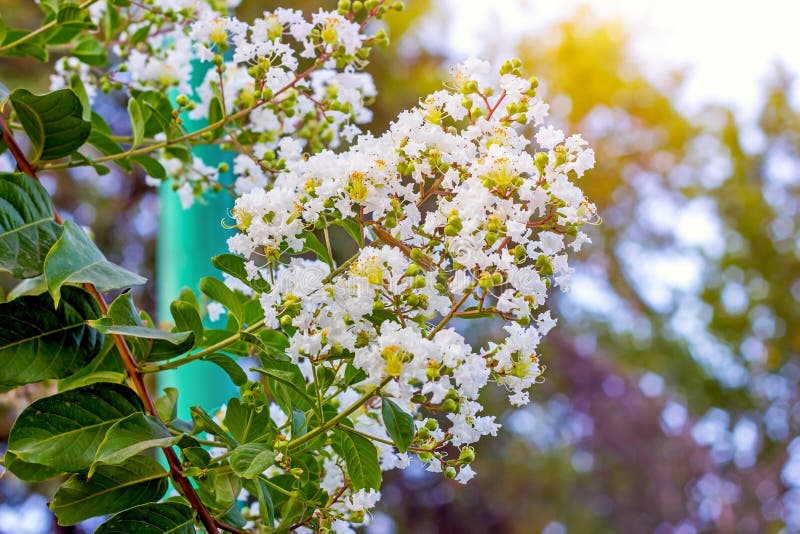 White Lagerstroemia Indica (Crape Myrtle) flowers with green leaves on branches in the garden in summer. stock photos White Lagerstroemia Indica (Crape Myrtle) flowers with green leaves on branches in the garden in summer. stock photos