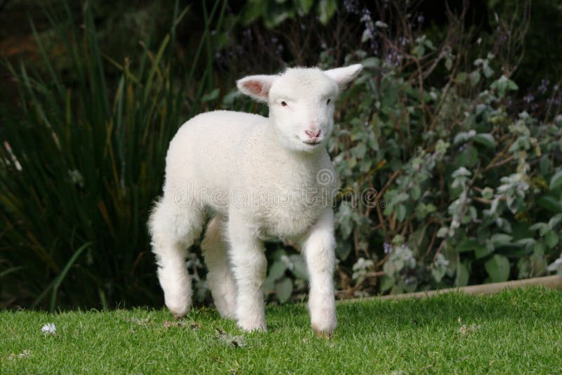 White lamb stock photo. Image of lamb, cute, field, sheep 18898550