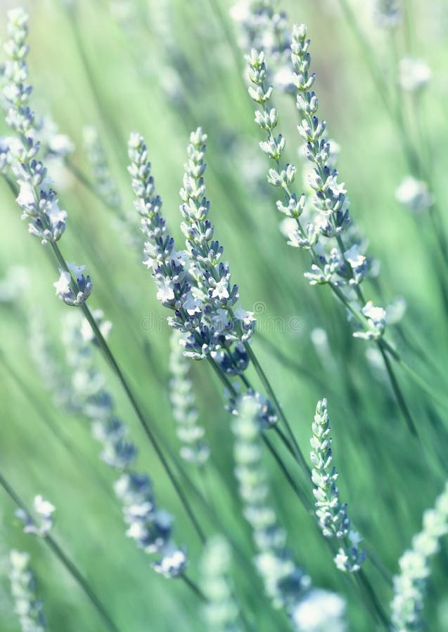 White Lavender Flowers stock photo. Image of medicine 25495782