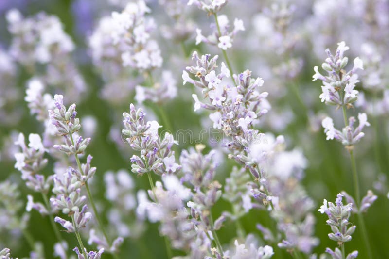 White Lavender stock photo. Image of purple, lavandula 57720730
