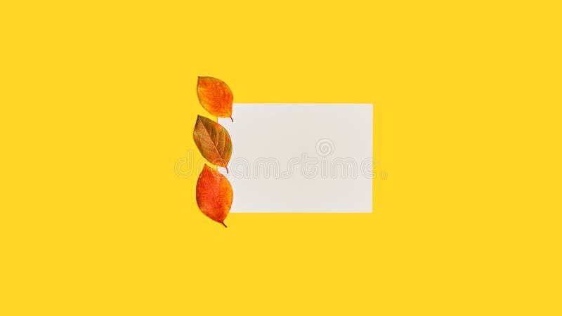 White leaf and autumn leaves on a bright yellow background stock image
