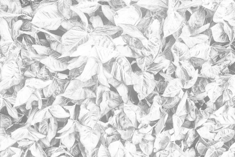 White Leaves Texture Background. Stock Photo Image of texture