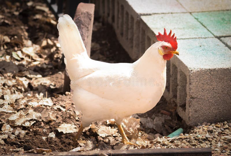 White Leghorn Chicken Stock Images Download 201 Royalty Free Photos