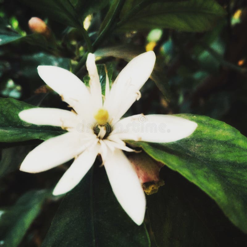 Lemonrose Stock Photos Free & RoyaltyFree Stock Photos from Dreamstime