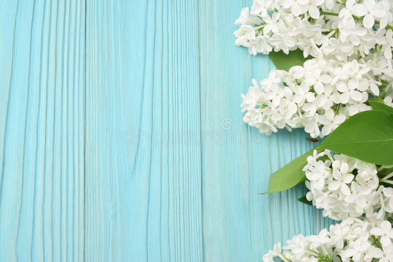 White lilac flower on blue wooden background. top view with copy space