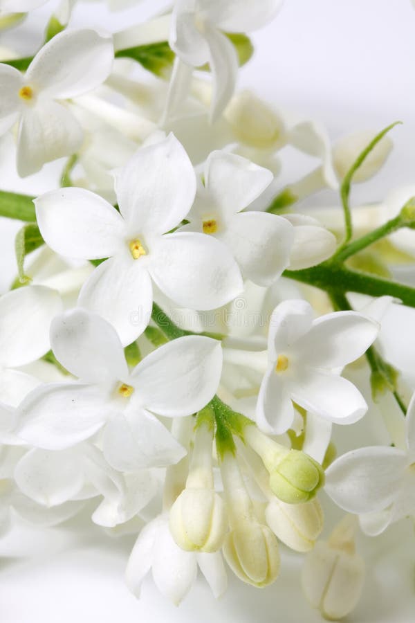 White Lilac Flowers stock photo. Image of season, closeup 19303628