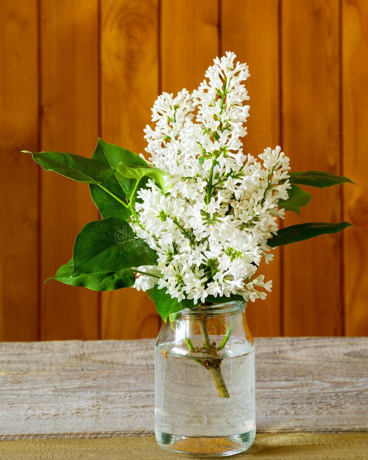 White lilac flowers stock photo. Image of bright, decoration 247401336