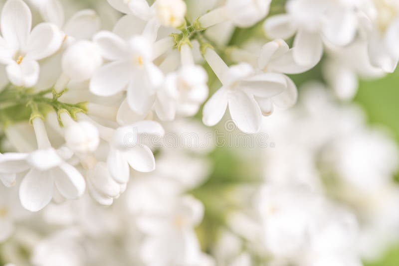 White Lilac Flowers