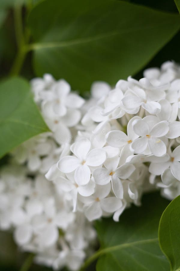 White lilac flowers stock image. Image of plant, flora 183835545