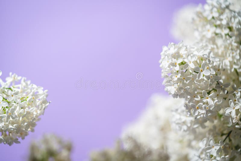 White lilac flowers stock image. Image of leaf, blooming 269858291