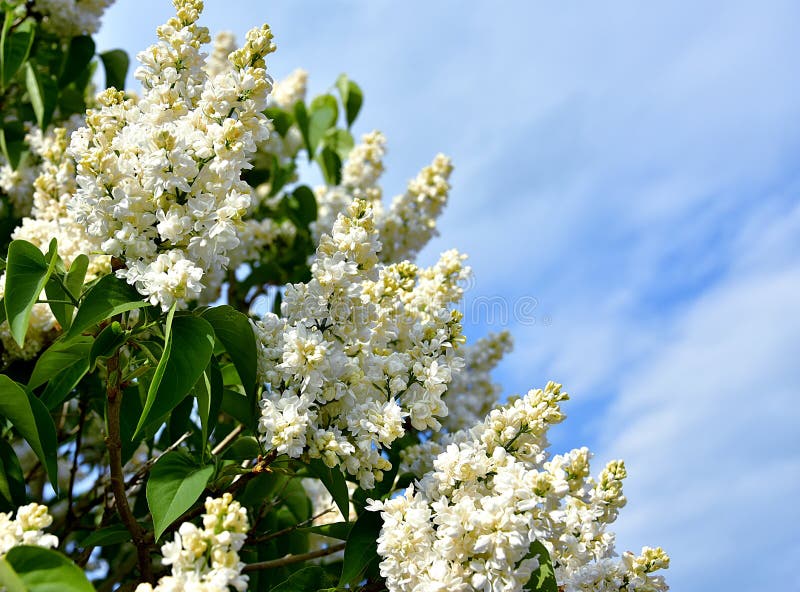 White lilac stock image. Image of white, bush, fragrance 36143697