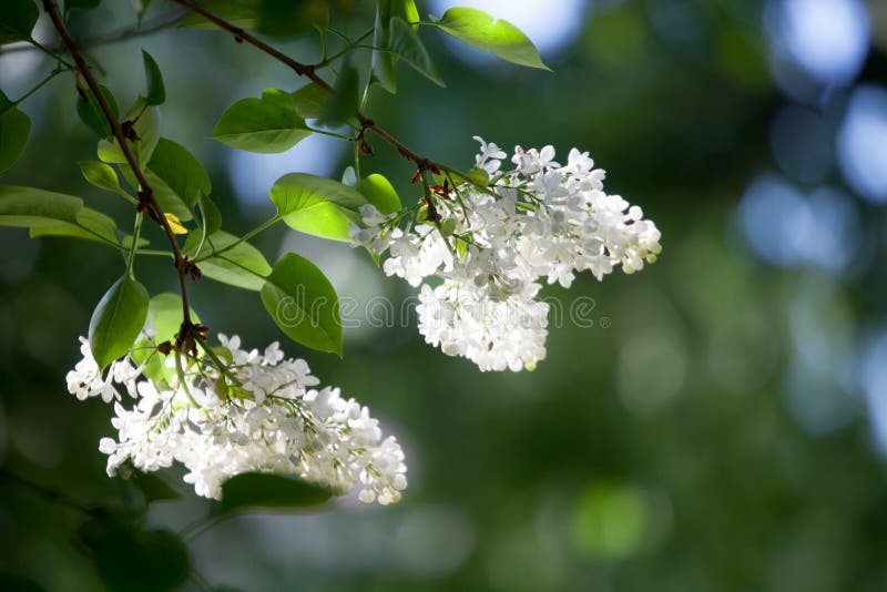 White lilac tree stock image. Image of beautiful, aroma 94397973