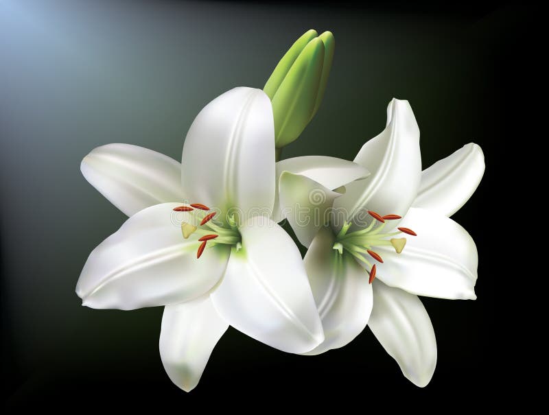 White lilies stock illustration