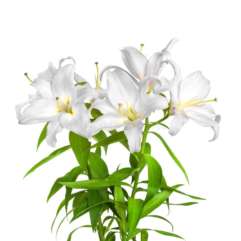 White Lilies. Lilies Flowers Stock Photo Image of leaf, spring 260256292