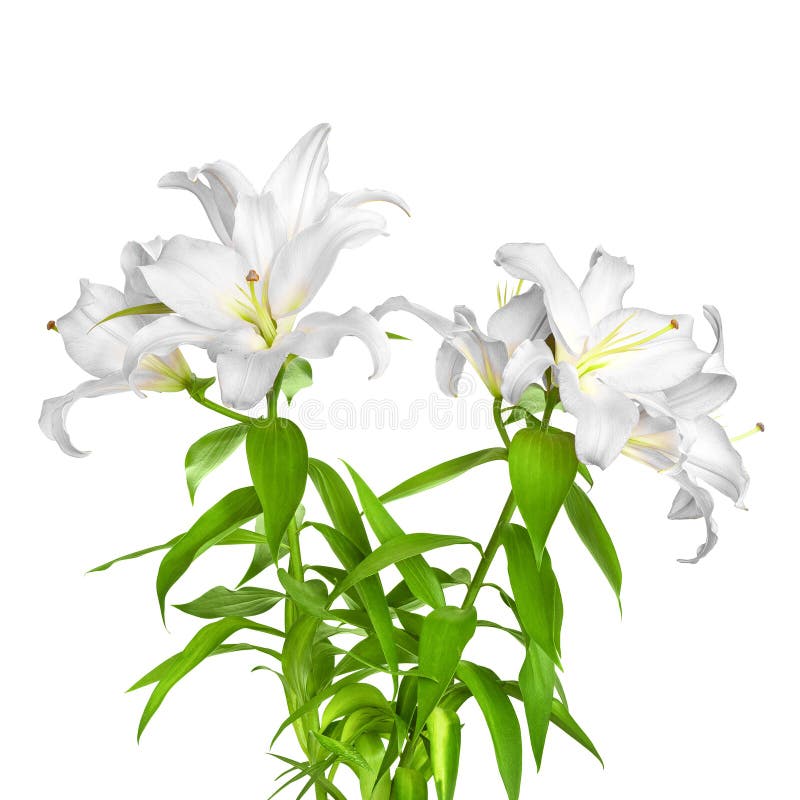 White Lilies. Lilies Flowers Stock Photo Image of plant, closeup
