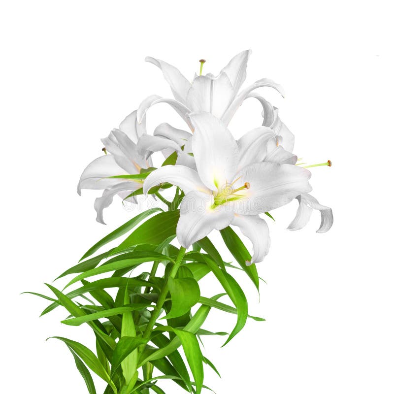 White Lilies. Lilies Flowers Stock Image Image of color, plant 260256163