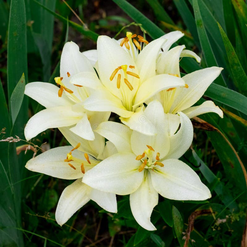 White Lilies in the Garden among the Green Leaves Stock Image Image