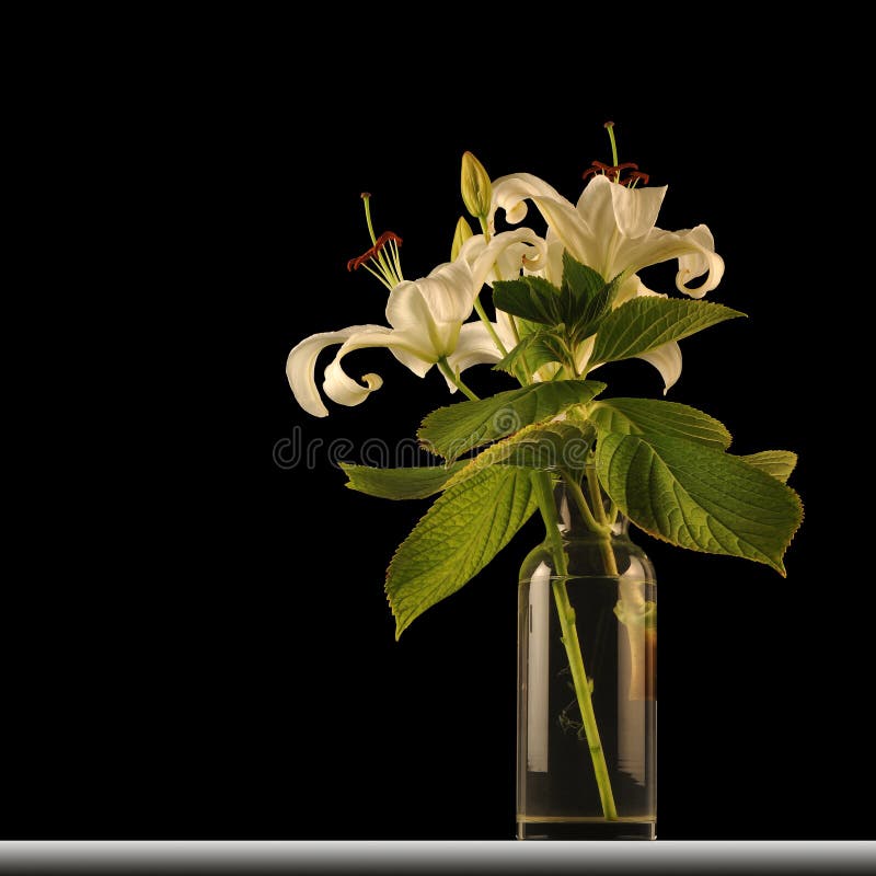 White Lilies in a Glass Vase Stock Photo Image of black, produce