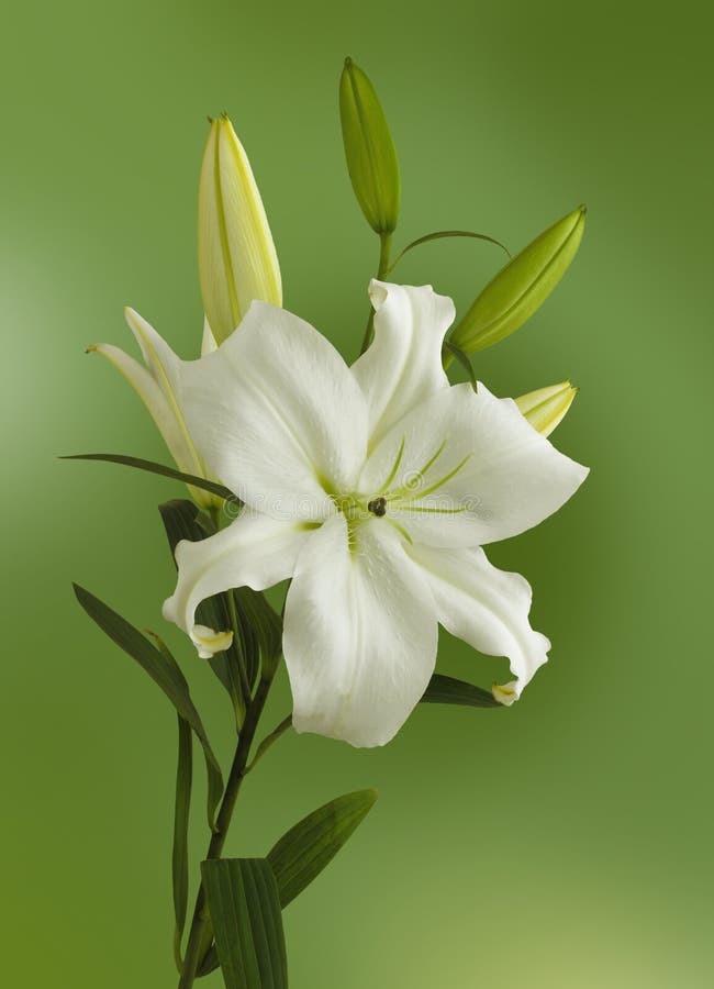 46,010 White Lilies Stock Photos Free & RoyaltyFree Stock Photos