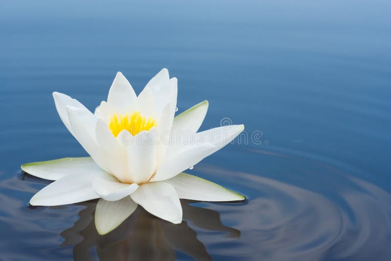 White lilly on lake