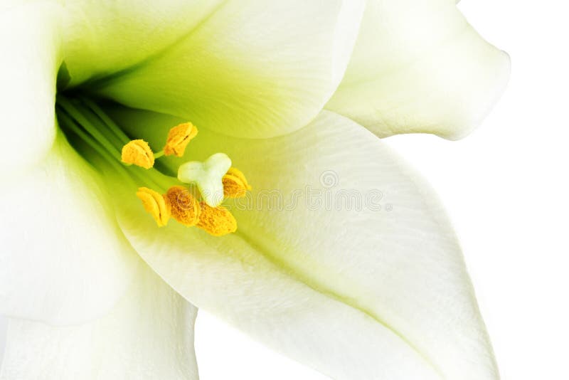 White lilly macro