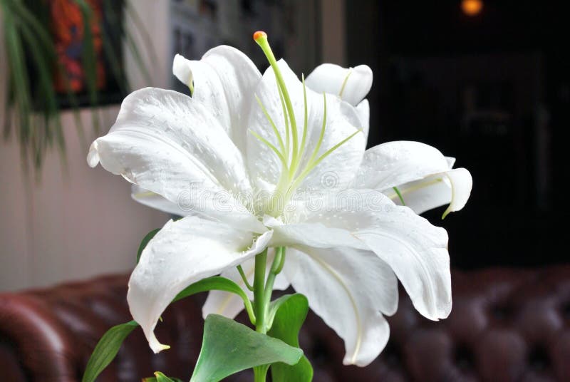 White Lilly