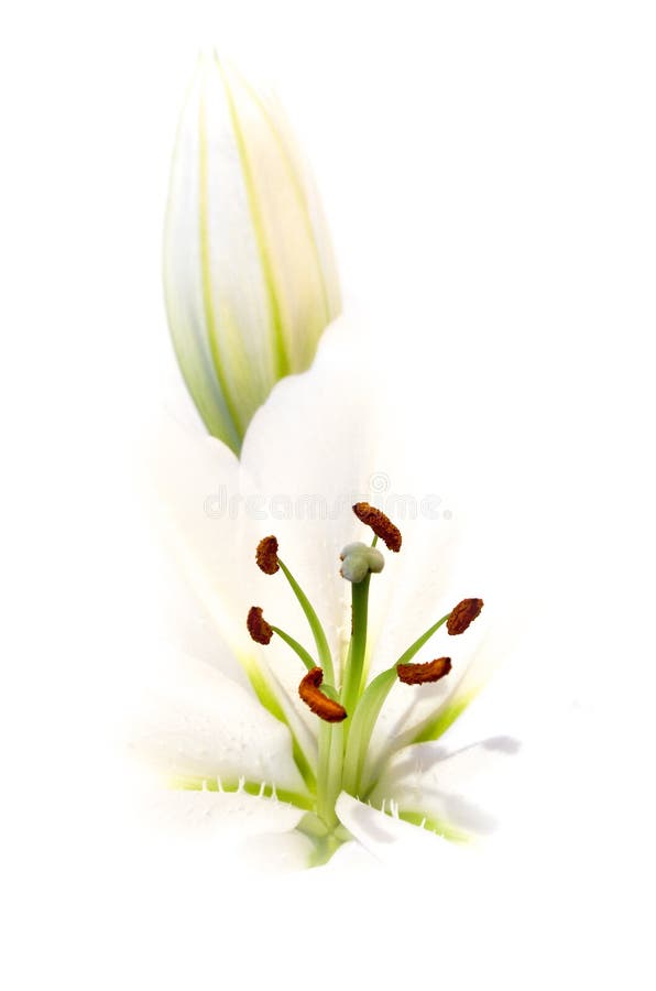 White Lily