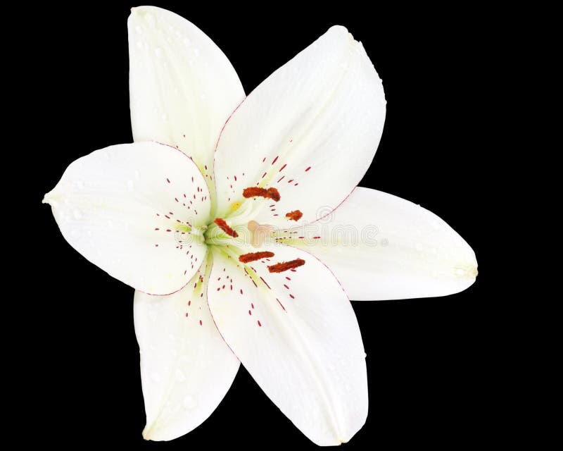 White lily on black background