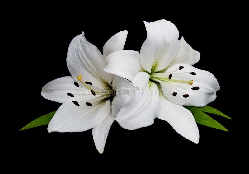 White lily on a black