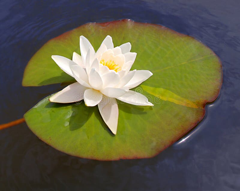 White lily and blue water royalty free stock photo White lily and blue water royalty free stock photo