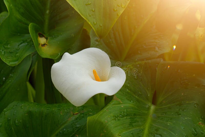 White lily calla flower plant in the garden stock images White lily calla flower plant in the garden stock images