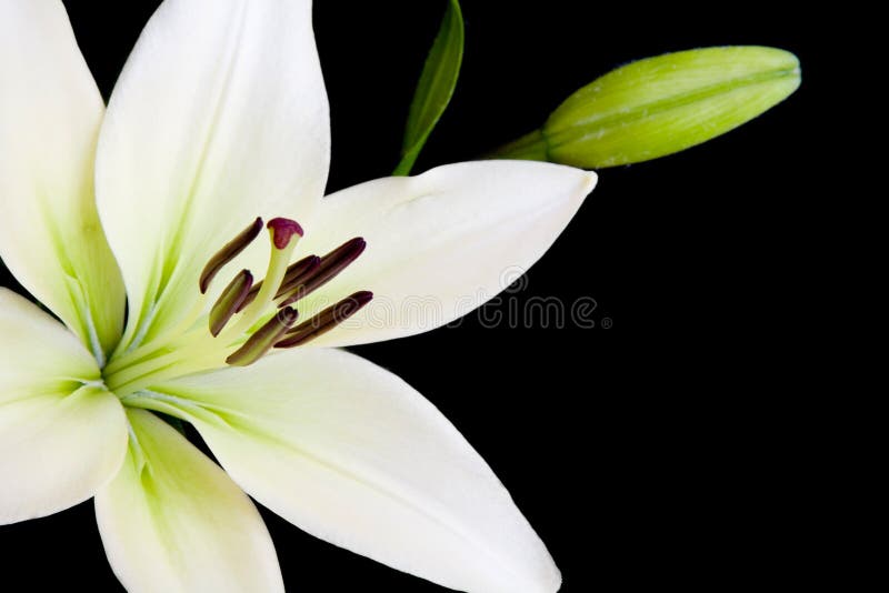 White lily with copy space royalty free stock photos White lily with copy space royalty free stock photos