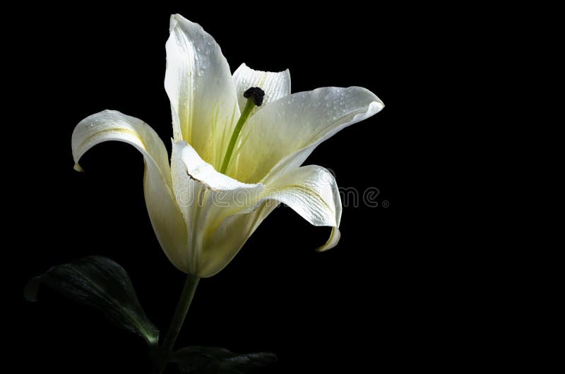 White lily flower on black background Clipping path included.