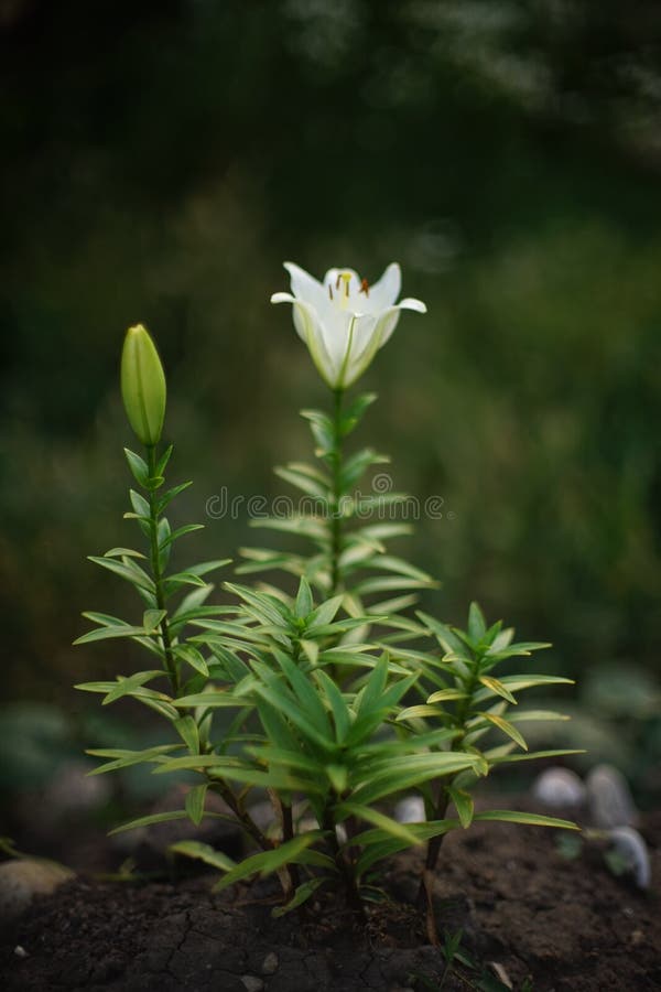 White Lily Flower Grow in Summer Garden Stock Image Image of bouquet
