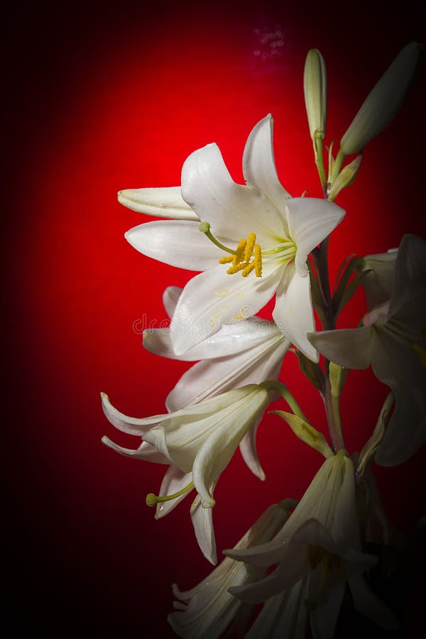 White lily flower stock photo. Image of bouquet, color 188108844