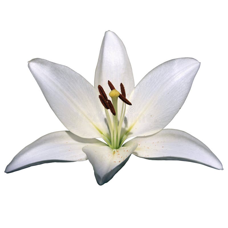 White Lily Flower on a White Background Stock Photo Image of herb, pink 42955076