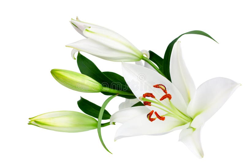White lily flowers and buds with green leaves on white background isolated close up, lilies bunch, lillies bouquet, floral pattern