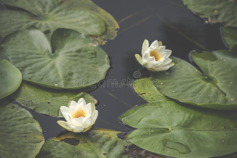 White lily flowers in calm and dark water stock photos White lily flowers in calm and dark water stock photos