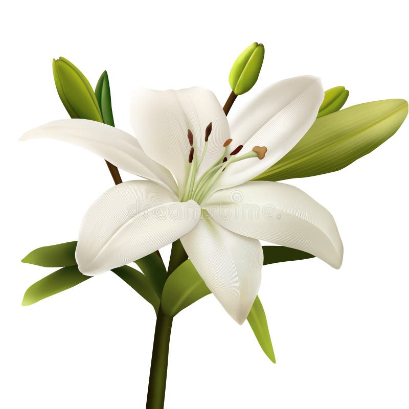 White Lily Flower Realistic Illustration Stock Image - Image of