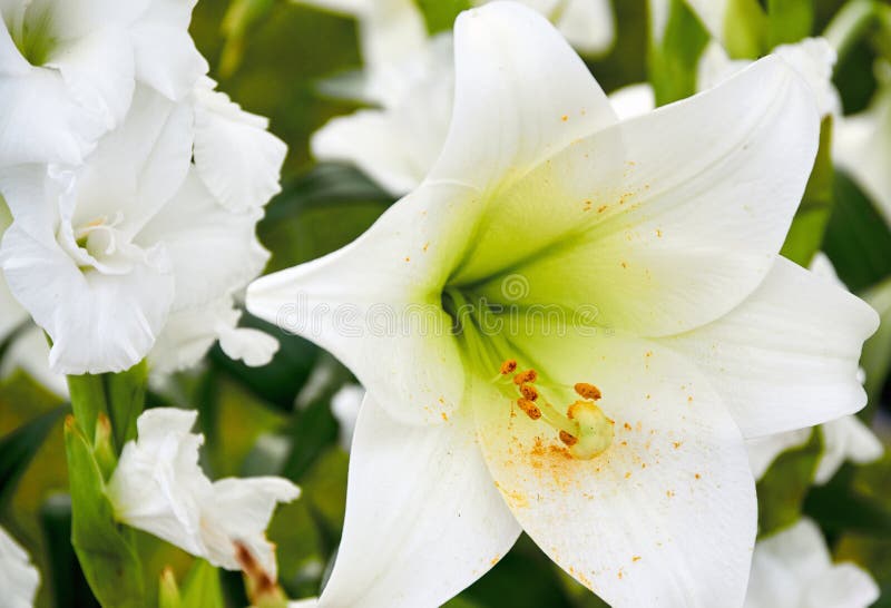 White lily for wedding stock image. Image of lily, bouquet 94825289