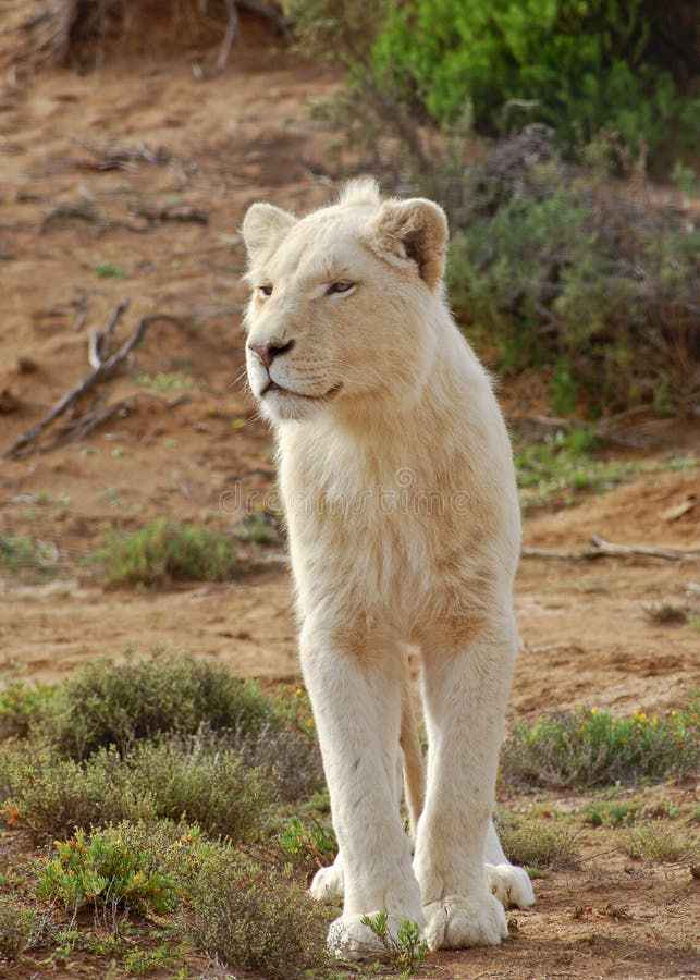 White Lion