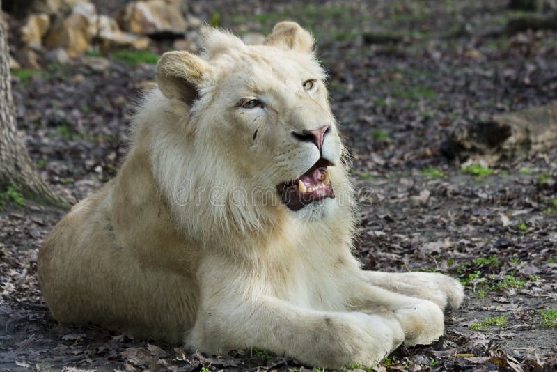 White Lion (Panthera Leo Krugeri) Stock Image - Image of felidae, male ...