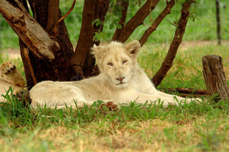 White lion