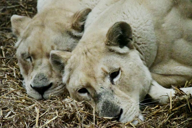 White Lion Big Cat Sanctuary Smarden Kent England UK Stock Photo white-lion-big-cat-sanctuary-smarden-kent-england-uk-stock-photo